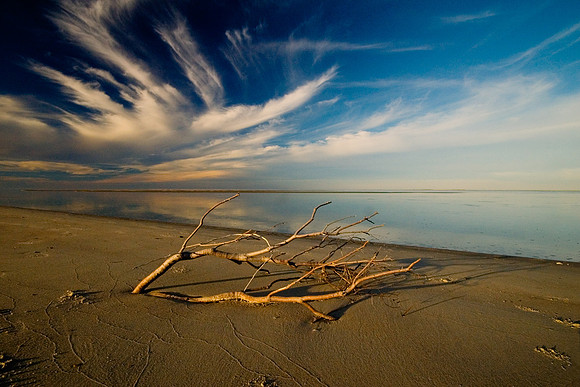 Ocracoke Driftwood