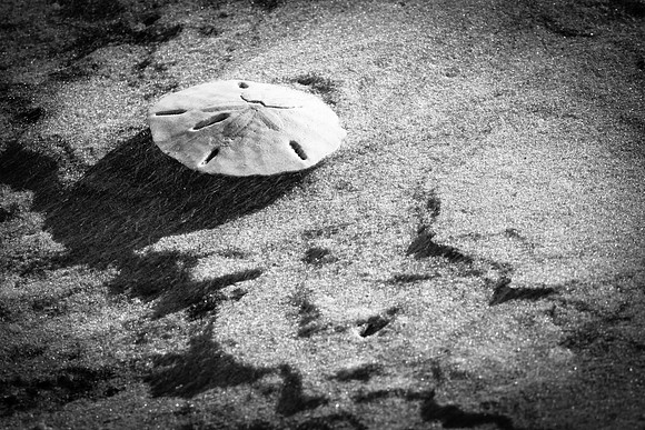 Sand grains fly over a Keyhole Sand Dollar, a beach comber's treasure.