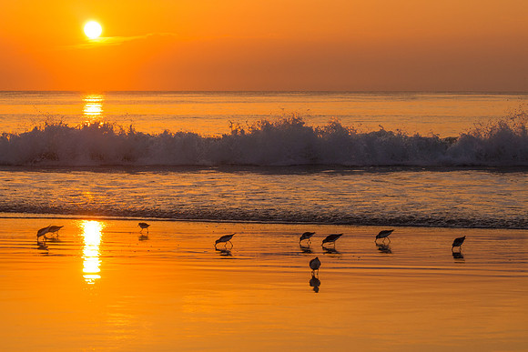 Sanderlings working the beach at sunrise in Duck, NC
