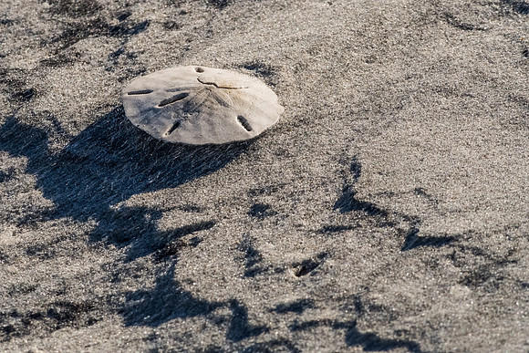 Sand grains fly over a Keyhole Sand Dollar, a beach comber's treasure.