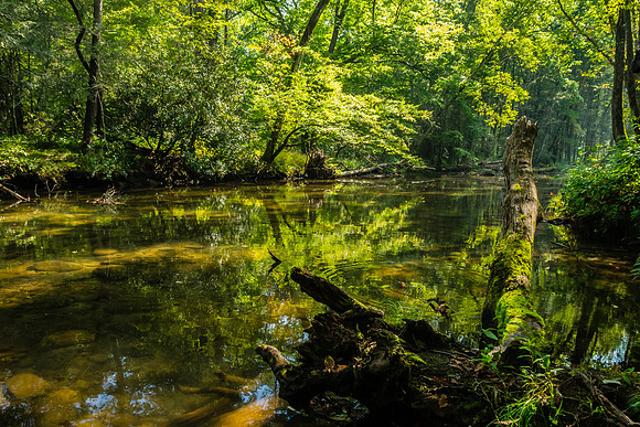 Filtered light on the Davidson River in NC