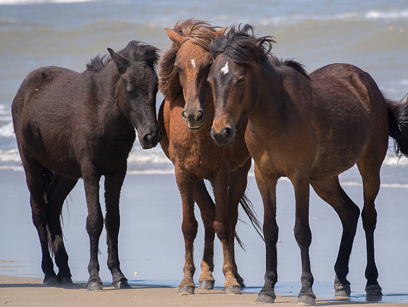 Three mustang sisters meet in Corolla