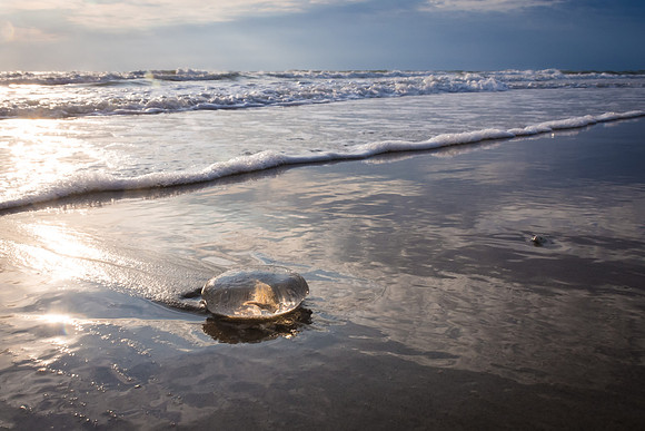 A lone Moon Jellyfish on the beach in Duck, NC