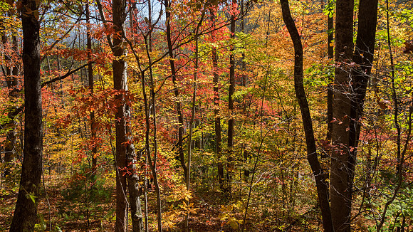 Black Mountain fall foliage