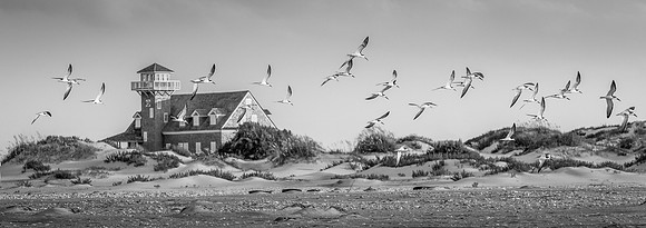 Black Skimmers on wing at the Oregon Inlet Life Saving Service Station