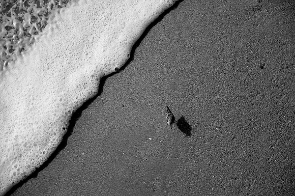 A lone Sanderling hunts for breakfast, Duck, NC