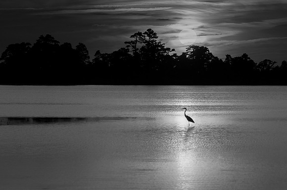 The sunsets behind a solitary Great Blue Heron, Lake Mattamuskeet, NC