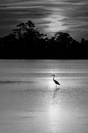 The sunsets behind a solitary Great Blue Heron, Lake Mattamuskeet, NC