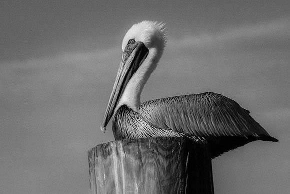 A roosting Brown Pelican