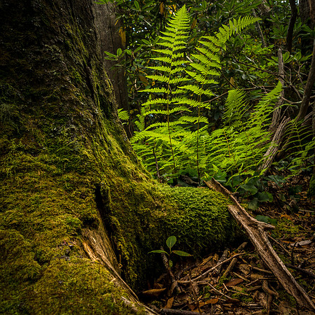 Ferns and moss on the forest floor along the Blue Ridge