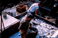 Allen Hyde Center's Provincetown photos. September 1953.