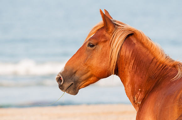 A curious wild mustang mare checks out the photographer, me!