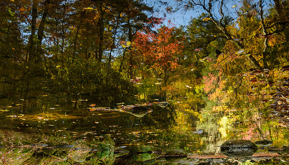 Fall foliage water color