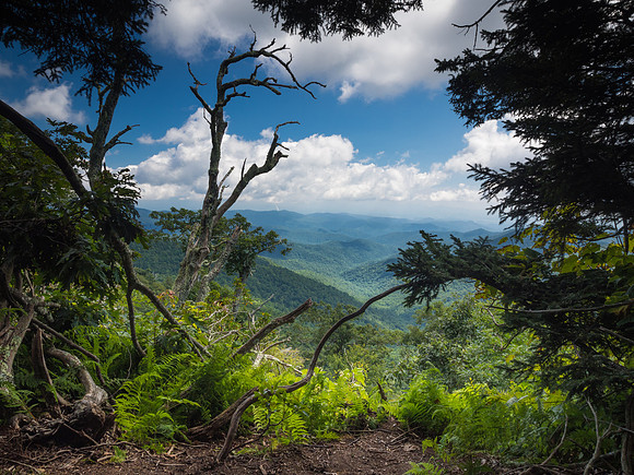 Forest vista along the Blue Ridge Parkway in NC