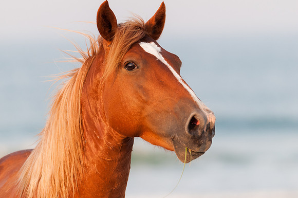 A curious wild mustang mare checks out the photographer, me!