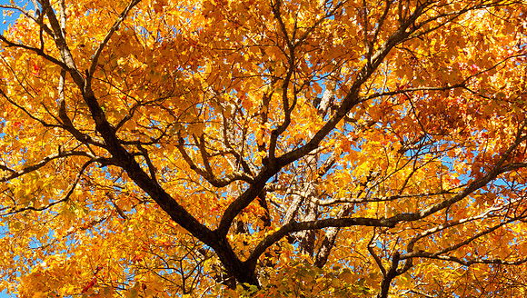 Fall foliage at Montreat