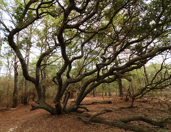 Live oak tree in Corolla, NC