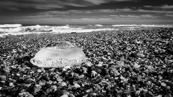 A moon jelly stranded high on the beach