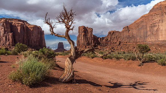 Twisted juniper in Monument Valley