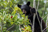 Wildlife