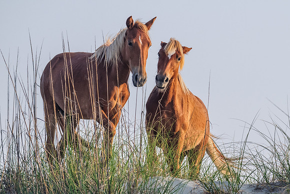 Wild Mustang pair in Carova Beach, NC