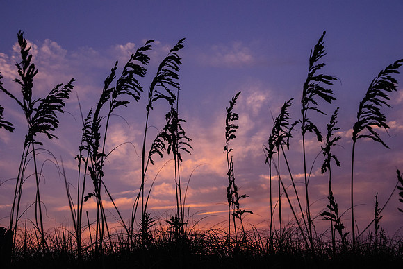 Sea Oats Silhouette, Outer Banks, NC (#194)