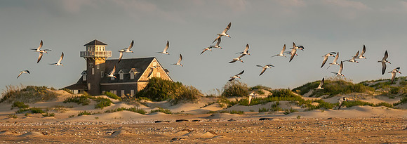 Black Skimmers on wing at the Oregon Inlet Life Saving Service Station
