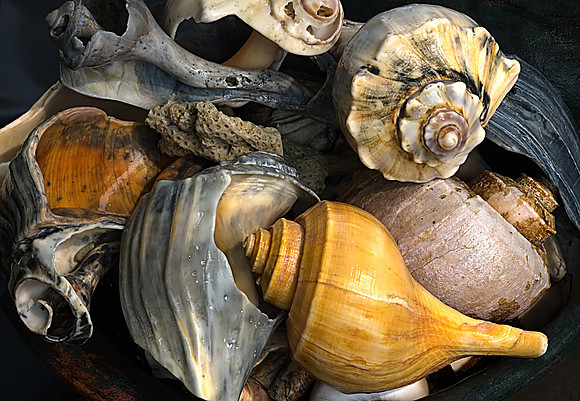 A collection of Outer Banks Shells