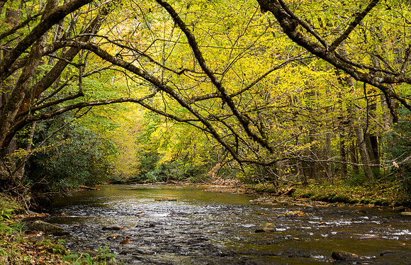 Cataloochee creek