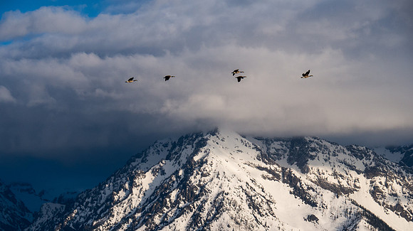 Canada Geese in flight over the Grand Tetons
