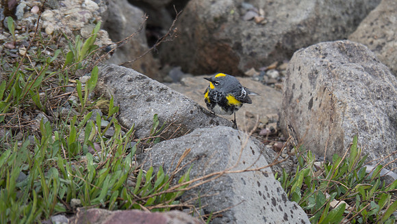 Tiny, colorful Audubon's Warbler