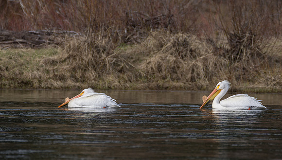 Breeding adult American White Pelicans in the Snake River