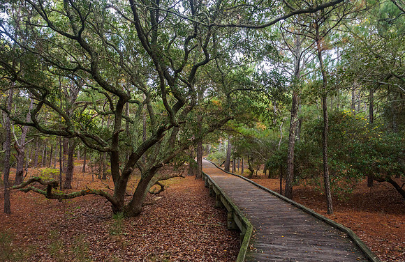 Beautiful Live Oaks in the Corolla National Estuarine Reserve Site