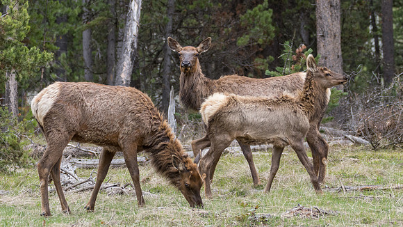 Wary Elk keep a close eye on the photographer.