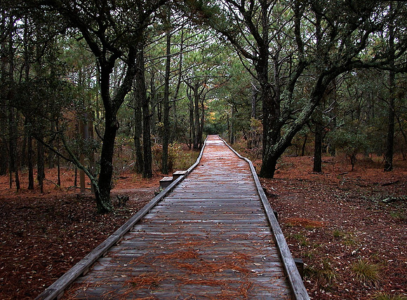 North Carolina Estuarine Reserve, Corolla, NC (#120)