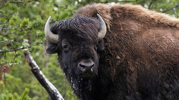 The Bison were out on our drive to Lamar Valley - up close!