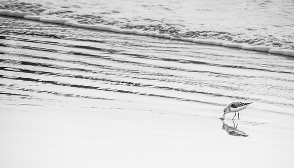 Sanderling feeding on the beach (B&W)