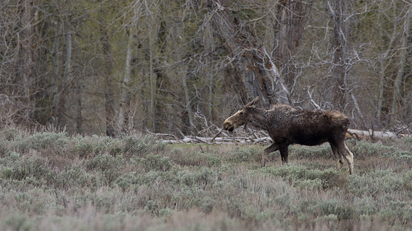 A lone Moose in the Grand Tetons