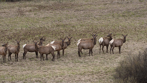 An Elk herd moves out in the evening.