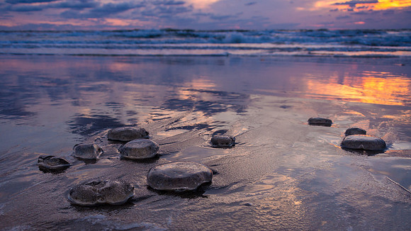 Many-ribbed jelly on the  beach at sunrise in Duck, NC
