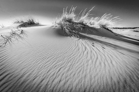Sunlit grasses and long shadows on Jockey's Ridge (B&W)