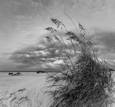 Sea Oats and Storm Clouds (B&W)