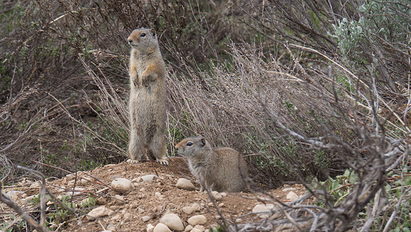 Some cute Pika action near the Lupine Meadow
