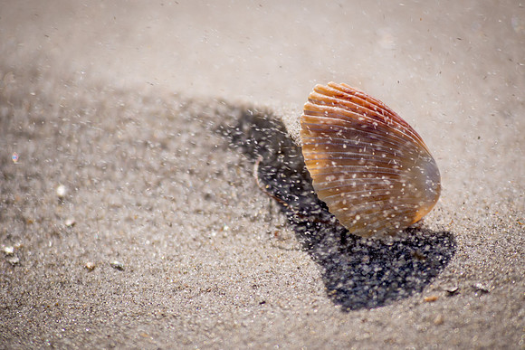 A scallop shell being sandblasted on the Ocracoke beach